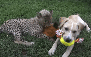 dog ant cheetah playing with stuffed animals 