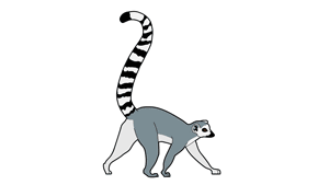 Lemur GIF - Find on GIFER