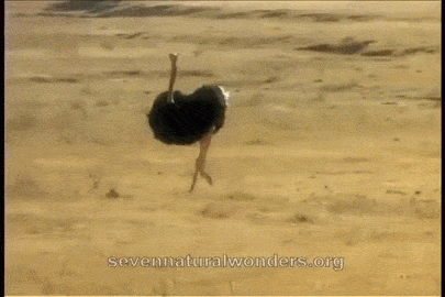 Image result for MAKE GIFS MOTION IMAGES OF IDIOTIC OSTRICHES'