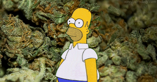 Гомер и марихуана семена конопли от почек