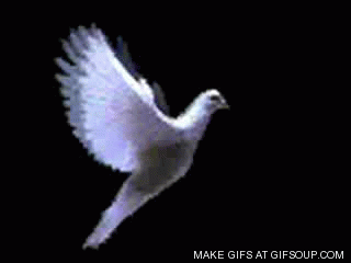 dove bird flying gif