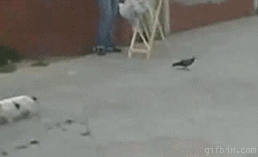 Cat lazy GIF - Find on GIFER