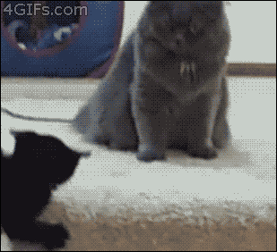 Fils fin GIF - Find on GIFER