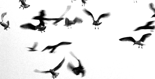 Oiseau pajaro birds GIF - Find on GIFER