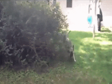 Кусты шевелятся. Куст анимация. Куст gif. Гром гремит земля трясется продолжение. Куст трясется.