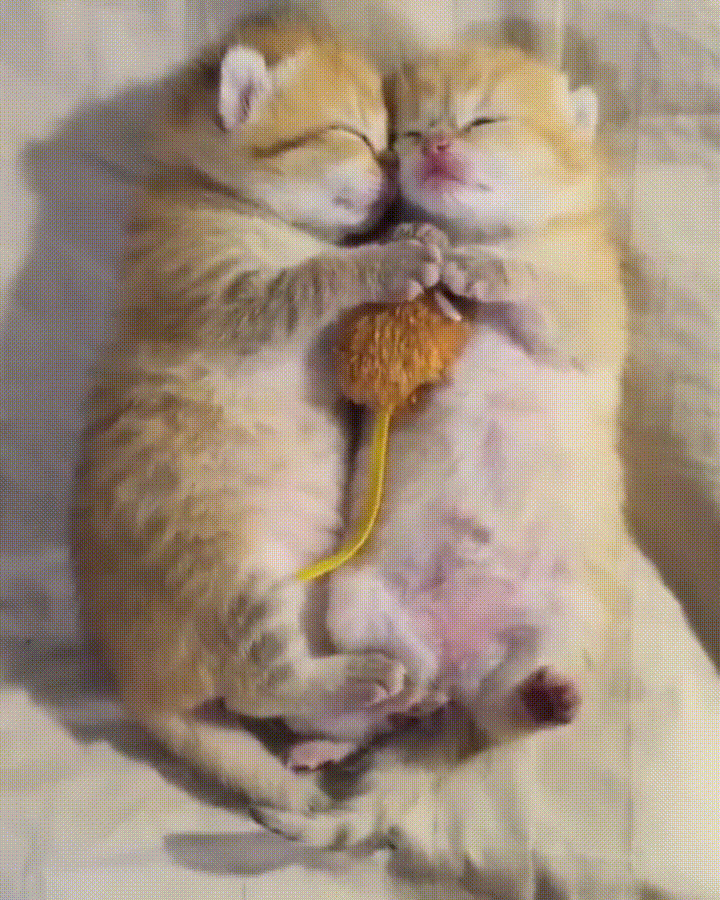 Download GIF kittens, eyebleach, or share love animation You can share gif ...