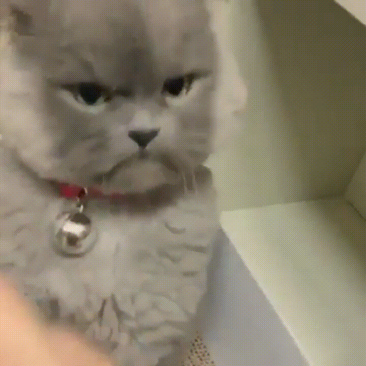 Гифки с котятами. Гифка котика тошнит. Коты мемы на прозрачном фоне. Гифка котик. Анимированный аватар в дискорде.