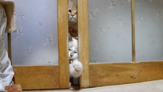 Собака стучит в дверь. Кот прячется. Кот стучится в дверь. Кот заглядывает. Гифка кот стучит в дверь.
