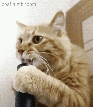 Гифка котик кошка кот гиф картинка, скачать анимированный gif на GIFER