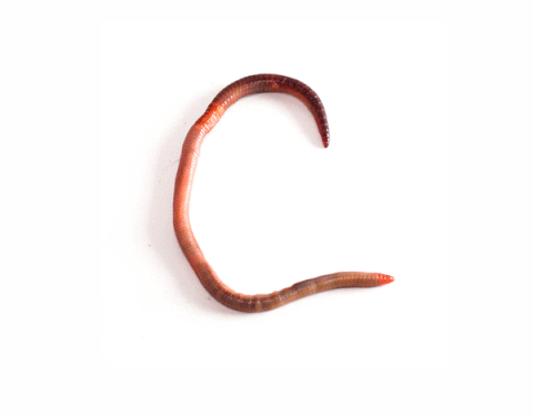 Ver Wurm Worm Gif Find On Gifer