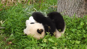 JrJH.gif