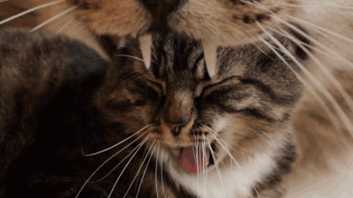yawning kitten gif