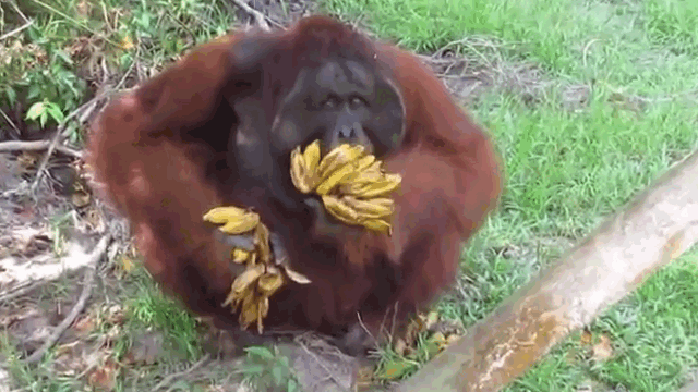 Orangutan GIF - Find on GIFER