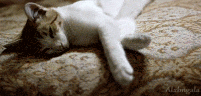 Гифка котик кошка кот гиф картинка, скачать анимированный gif на GIFER