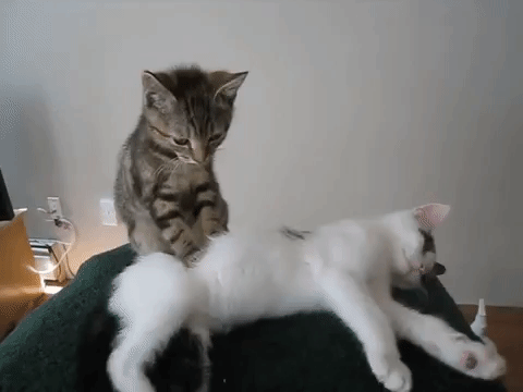 Гифка котенок массаж киска гиф картинка, скачать анимированный gif на GIFER