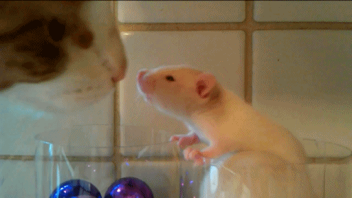 funny animals sniffing gif