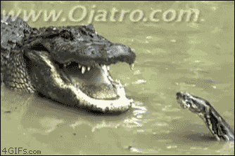Python alligator fight GIF - Find on GIFER