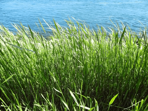  Grass  gras GIF  Find on GIFER