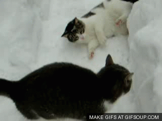 Chat neige chaton GIF - Trouver sur GIFER