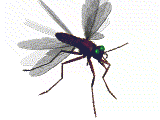 Mosquito GIF - Find on GIFER