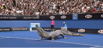 Image result for funny tennis gif pic