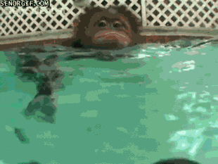 Шимпанзе плавает. Обезьяна в бассейне. Обезьянка купается. Обезьяна в воде. Обезьяна плывет.