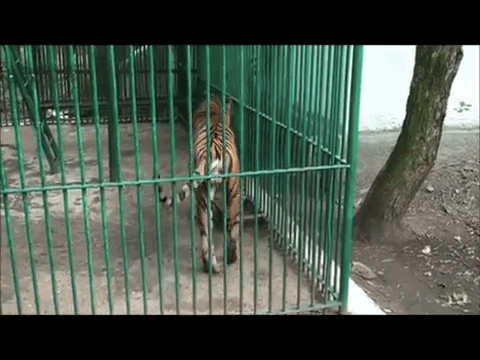 Zoo Gif Find On Gifer