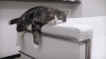 Гифка лежит котик кошка гиф картинка, скачать анимированный gif на GIFER от  Vudocage
