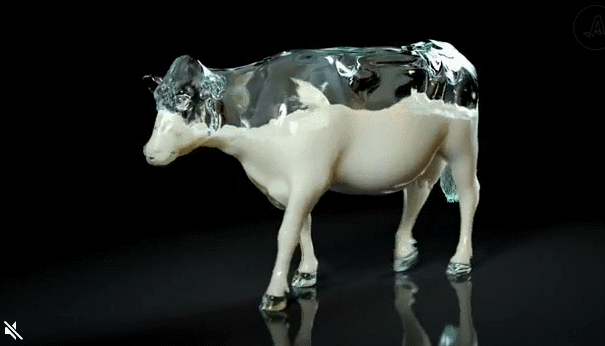 Cow glass GIF on GIFER - by Blackhunter