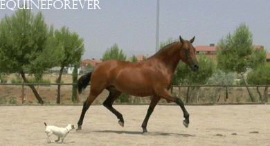 KMC.gif