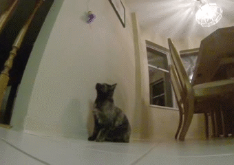 Sautant saut chat GIF - Trouver sur GIFER