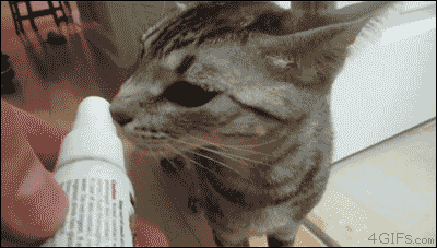 Cat reaction animals GIF - Find on GIFER