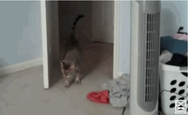 excited cat reaction gif