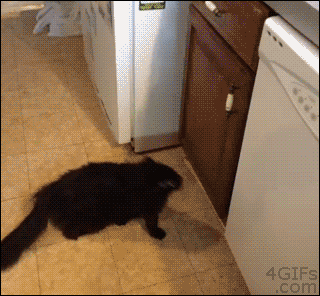 GIF compteur chaton pas - GIF animé sur GIFER