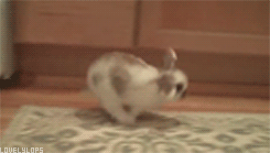 Startled Gif Find On Gifer