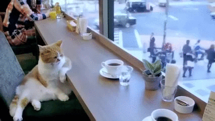 KVzQ.gif