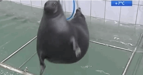 sea lion clapping gif