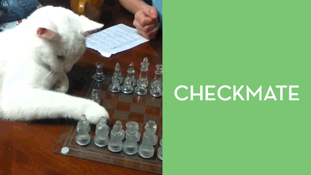 cat playing chess meme｜TikTok Search