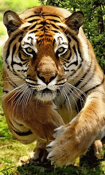 GIF tiger - animated GIF on GIFER - by Morarim