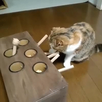 cat toy gif on gifer by tauzshura