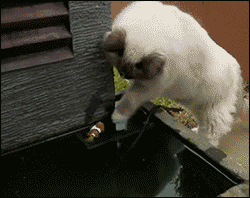 Chat GIF - Trouver sur GIFER