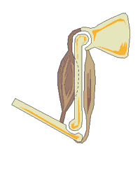 Muscles GIF - Find on GIFER