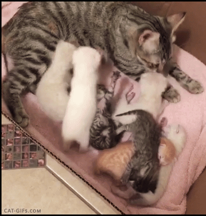 Включи кошку маму. Котята с мамой. Котята с мамой смешные. Маленькие котята с мамой. Мама кошка и котенок.