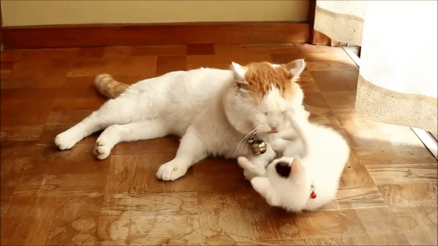 Https Encrypted Tbn0 Gstatic Com Images Q Tbn 3aand9gct583g3lzcv Fohuxj2uwxdun 88vq Gkgzzw Usqp Cau