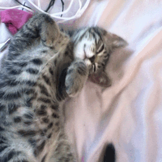 Cat of the day chaton kitty GIF - Trouver sur GIFER