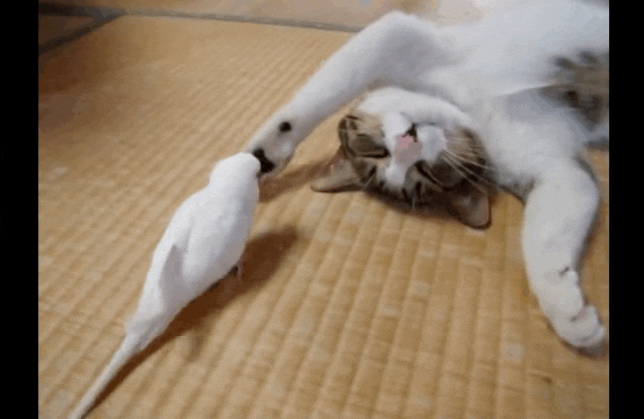 Котик и птичка гифка, для
