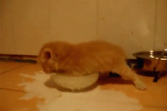 Désespéré lait chaton GIF - Trouver sur GIFER