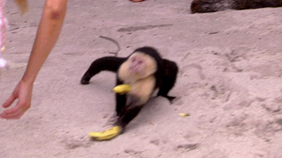 L8qH.gif
