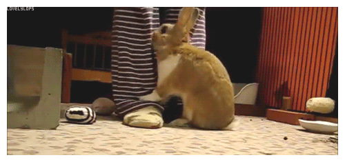 Гифки смешные кролики. Заяц стучит лапой gif. Кролик стучит лапой гиф. Кролик лапки гиф.
