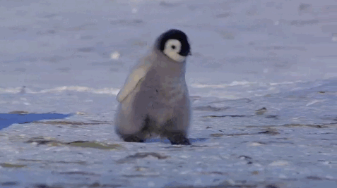 penguin fall gif